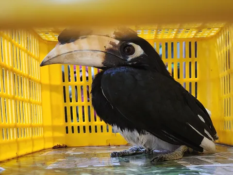 Người dân tự nguyện giao nộp cá thể chim quý hiếm "Cao cát bụng trắng" cho Công an