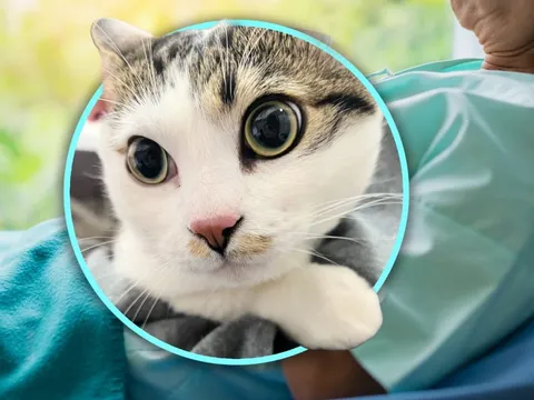 Thấy chiếc lồng mèo bị bỏ trước cửa tiệm, chủ cửa hàng bật khóc khi đọc bức thư bên trong