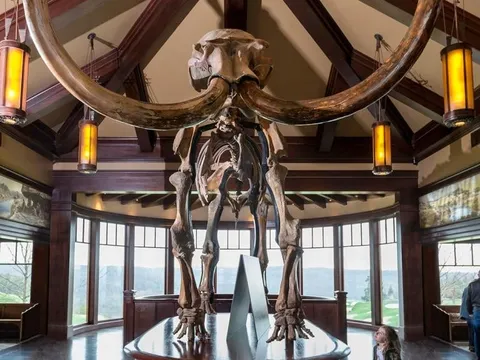 Hai "ông chú" U50 đùa nghịch làm vỡ ngà voi ma mút trị giá 5,2 tỷ đồng