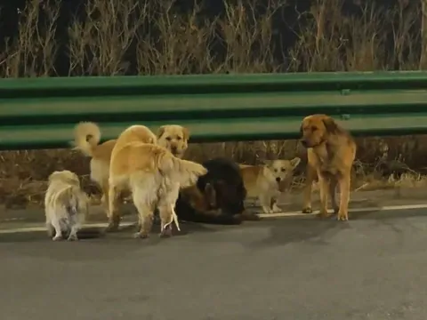 Hành trình 18 km trong đêm của 7 chú chó sau khi thoát khỏi kẻ trộm khiến ai cũng xúc động