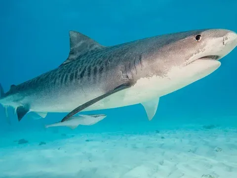 Một nghiên cứu khiến nhiều người giật mình: Cá mập cũng đang phải “gánh” hậu quả từ ô nhiễm môi trường