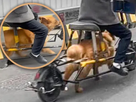 Người đàn ông biến chú chó thành “động cơ sống” cho xe điện khiến mạng xã hội phẫn nộ