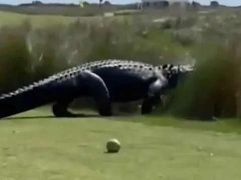 Clip: Khoảnh khắc thót tim khi chứng kiến cá sấu khổng lồ thong thả đi ngang qua sân golf