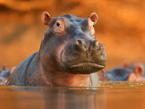 Nữ bác sĩ thú y tử vong thương tâm khi tiếp cận hà mã đang mang thai: Bi kịch bắt đầu khi chiếc thang bất ngờ rung lắc