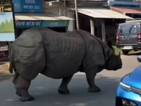 Clip: Đang đứng trên đường thì tê giác khổng lồ tiến lại gần, du khách không kịp phản ứng trước khoảnh khắc bất ngờ