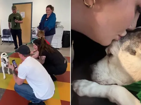 11 năm ròng rã quyết không từ bỏ, cuối cùng người phụ nữ cũng nhận lại chú chó thất lạc của mình một cách kỳ diệu