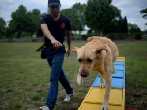 Bận đến mức không có thời gian ở bên thú cưng, cô gái chi hơn 40 triệu mỗi tháng cho chó đi học khiến nhiều người bất ngờ