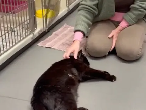 Sau 12 năm lưu lạc, chú mèo vẫn nhận ra chủ ngay khoảnh khắc gặp lại khiến ai cũng rưng rưng nước mắt