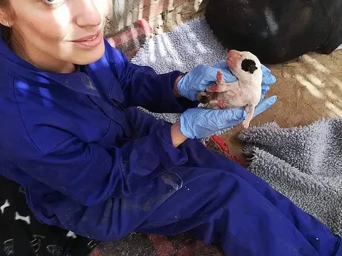 Tưởng đi từ thiện giúp chó hoang, cô gái sốc khi phát hiện mình đang góp tiền cho một “trại tử thần”