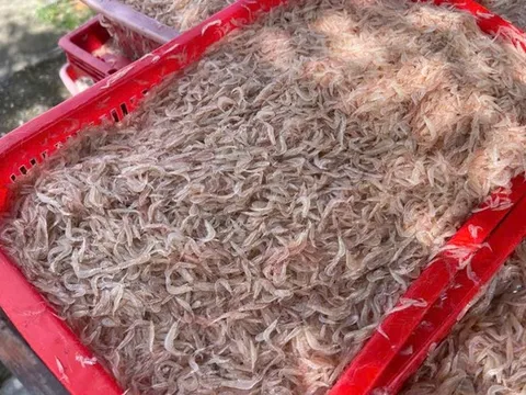 Ngư dân một xã trúng đậm ruốc biển mỗi chuyến thu về 5 triệu đồng