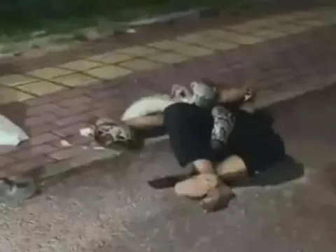 Clip: Ám ảnh khoảnh khắc người đàn ông bị con trăn nặng 30kg siết chặt khi say rượu nằm trên đường