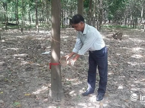 Thương binh nặng làm giàu trên đất ô nhiễm do bom mìn