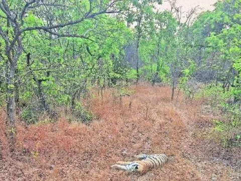 Bé gái 4 tuổi mất tích bí ẩn trước nhà, một ngày sau phát hiện sự thật kinh hoàng