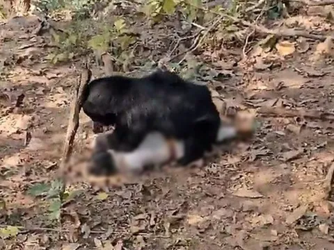 Khoảnh khắc kinh hoàng: Gấu lười sát hại cha con đi kiếm củi, tấn công cả người cứu