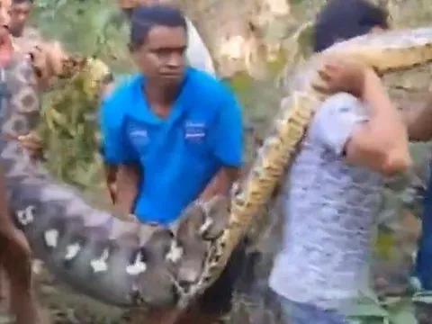 Clip: Người đàn ông 61 tuổi bị trăn khổng lồ tấn công, thi thể được phát hiện bên trong bụng con vật