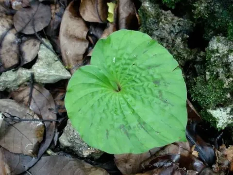 Loại cây "báu vật" cực kỳ quý hiếm, chỉ có duy nhất một chiếc lá trong đời, Việt Nam cũng sở hữu