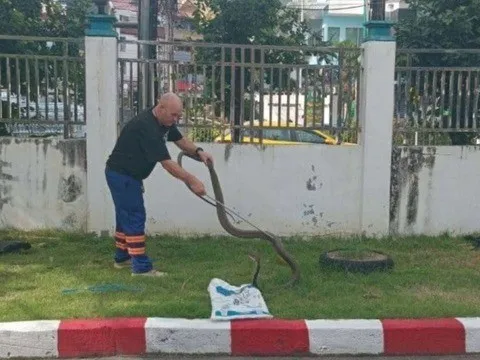 Khoảnh khắc kinh hoàng: Bắt sống rắn hổ mang chúa, bảo vệ lãnh trọn cú cắn chí mạng