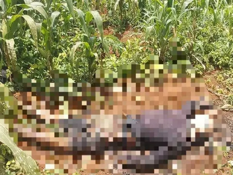 Phát hiện thi thể nam giới đang phân hủy trong vườn cà phê ở Lâm Đồng: Nạn nhân 26 tuổi, bên cạnh có một chai nhựa nghi là vỏ thuốc sâu