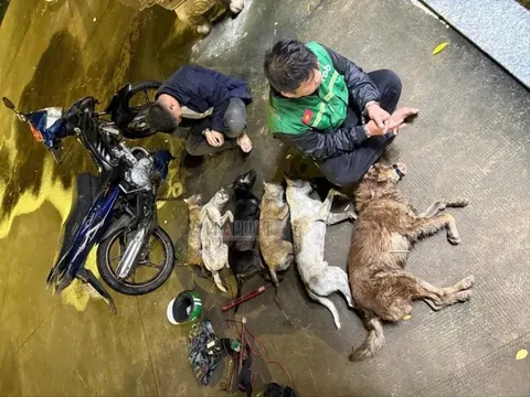 Bắt đối tượng tên Vàng, dùng súng điện trộm chó ở Tây Ninh