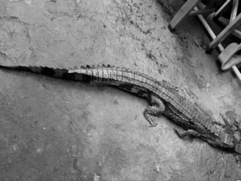 Vụ cá sấu sổng chuồng, cắn thầy giáo ở Tây Ninh: Tiết lộ "sốc" về mức xử phạt đối với chủ con cá