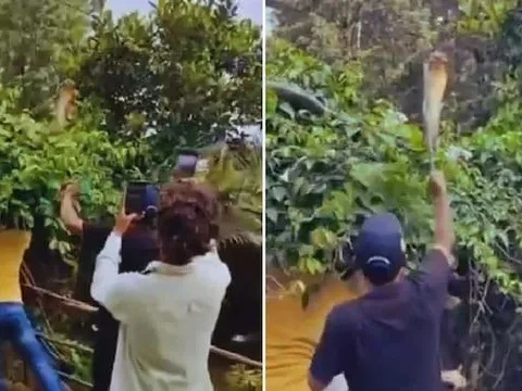 Kịch tính cảnh khống chế rắn hổ mang chúa khổng lồ trên cây, suýt tấn công kiểm lâm