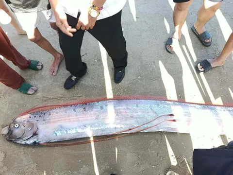 Clip: Con cá thân bạc, vây đỏ dài gần 4m dạt vào bờ biển ở Lâm Đồng, phần đuôi bị đứt