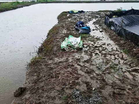 Hai người đàn ông bị sét đánh tử vong thương tâm tại đầm tôm ở Cà Mau