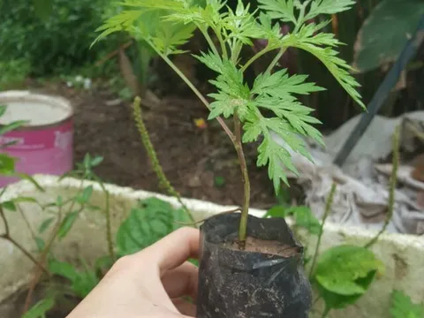 Thứ cây mọc đầy vườn, tưởng chỉ để ăn, ai ngờ lại là “bùa hộ mệnh” cực mạnh trước cửa nhà