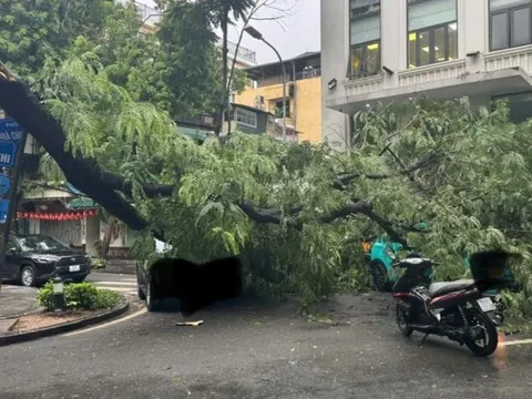 Cây phượng đổ trúng 3 ô tô trên phố Tràng Thi