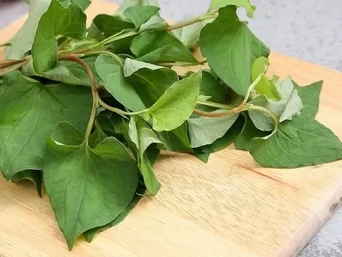 Lợi ích bất ngờ từ rau diếp cá