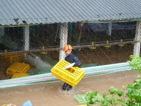 6.000 con gà được đưa đi 'tránh lũ' khẩn cấp