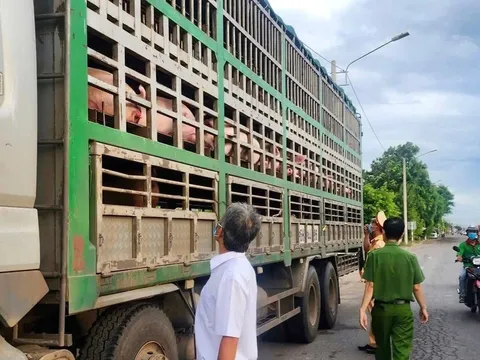 Kinh hoàng: 54 con lợn nhiễm dịch tả châu Phi suýt trót lọt vào miền Nam