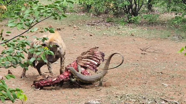 Clip: Thằn lằn nanh nọc "tát" linh cẩu nhưng lại nhận cái kết đắng chát