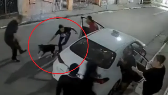 Clip: Chó Pitbull "phản công" kịp thời giúp gia chủ đuổi trộm thành công