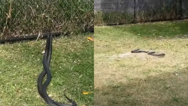 Clip: Người đàn ông bị rắn đen bụng đỏ tấn công