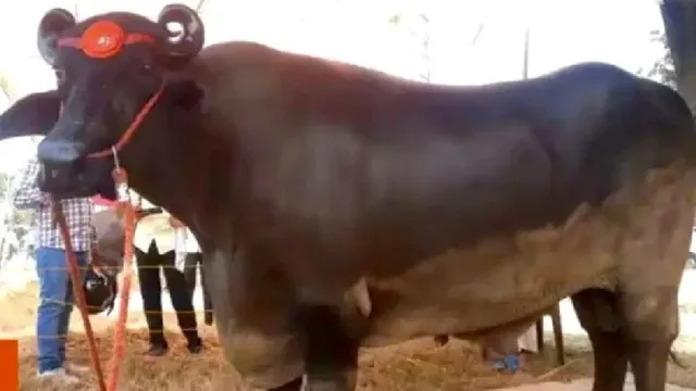 Ngắm "chân dung" con trâu giống quý giá hơn 69 tỷ đồng được tắm sữa mỗi ngày