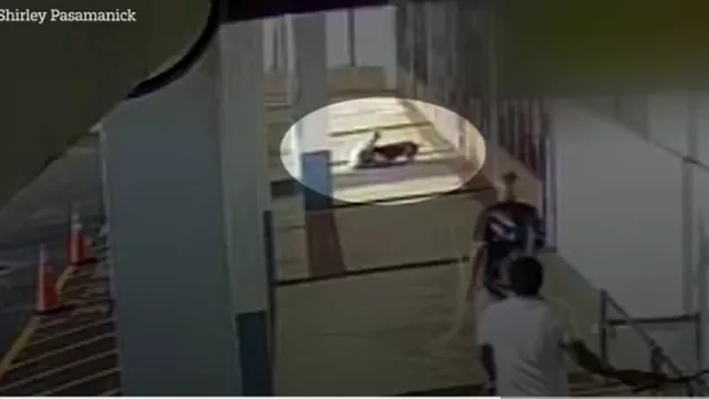 Khoảnh khắc cụ bà 68 tuổi bị chó Pitbull tấn công liền cắn lại chó khiến ai cũng thót tim