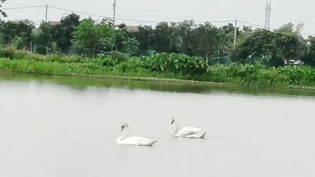 Đôi thiên nga trắng muốt chỉ xuất hiện vào ban ngày ở hồ nước Trúc Ổ, Bắc Ninh: Người dân địa phương nói gì?