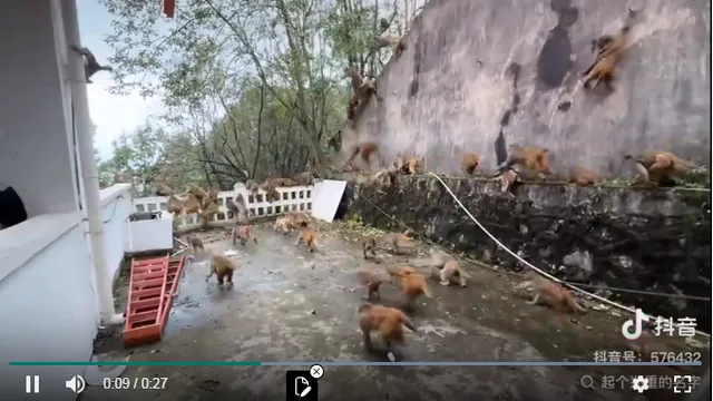 Clip: Bất ngờ hàng trăm con khỉ lao từ trên núi xuống với tốc độ chóng mặt