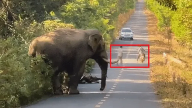 Người đàn ông hoảng hốt khi chạm mặt voi ngà lệch ngay trên đường ở Đồng Nai