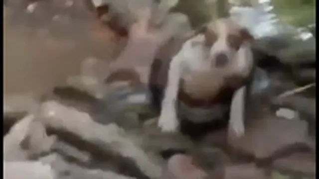 Clip: "Cuộc chiến" chó nhà và trăn khủng cùng cái kết bất ngờ