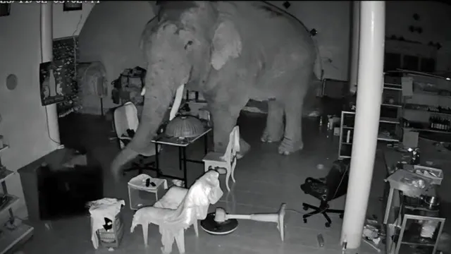 Thót tim xem cảnh voi hoang phá cửa cuốn, xông vào tiệm tạp hóa lúc rạng sáng