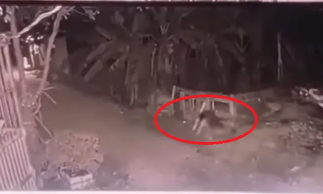 Clip: Khoảnh khắc đau lòng bé gái 5 tuổi ở Vĩnh Phúc bị chó cắn tử vong