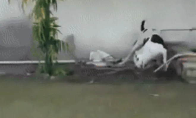 Clip: Chó Pit Bull vật lộn một sống một còn với rắn hổ mang chúa để cứu những đứa trẻ trong trường mầm non