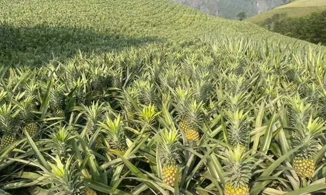 Đi chợ thấy quả này đừng tiếc tiền: Rẻ, ngon, gần như không có thuốc trừ sâu, ăn vào lợi đủ đường