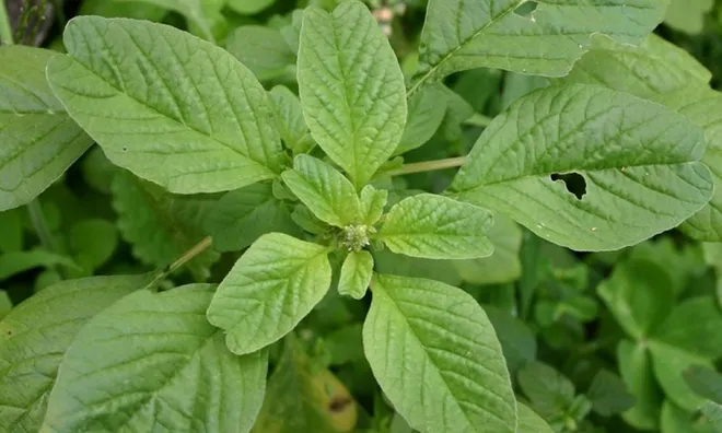 Từng mọc đầy bờ ruộng, ven vườn nay muốn ăn phải đi chợ từ tinh mơ, dân phố tranh nhau mua