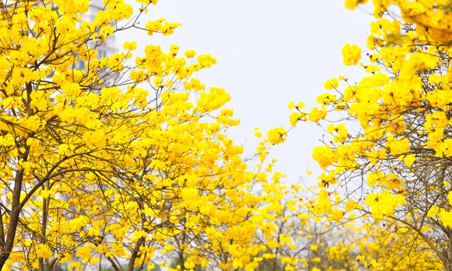 Không cần đi xa, ngay Hà Nội cũng có mùa hoa đẹp mê mẩn thế này