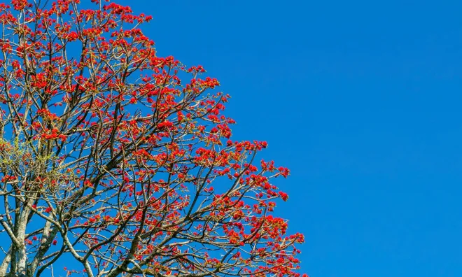 Mê mẩn sắc hoa vông nem đỏ rực trên núi Bà Đen, dân mê du lịch rủ nhau đi "săn ảnh"