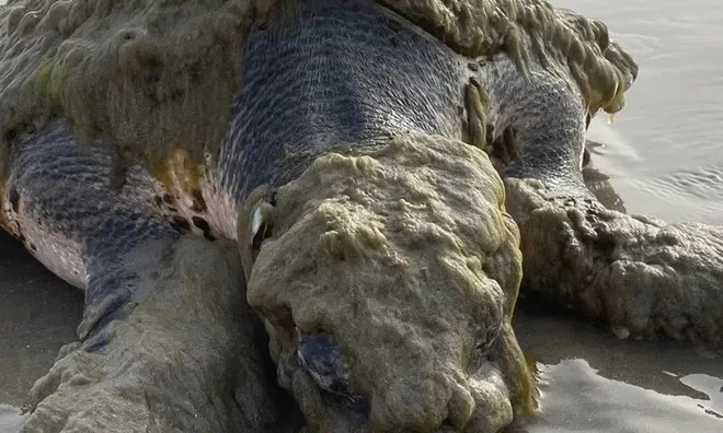 Cận cảnh loài sinh vật quý hiếm nhất thế giới trôi dạt vào bờ biển, được phát hiện trong tình trạng thương tâm
