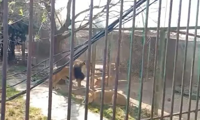 Đột nhập khu bảo tồn thả 6 con sư tử, người đàn ông nhận cái kết, sự thật kinh hãi đằng sau đoạn clip